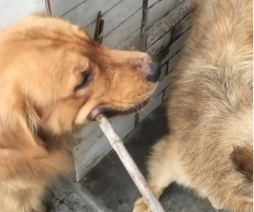 土狗犯错误被主人经验教训，金毛在一旁阻拦，网友见到后要笑喷了