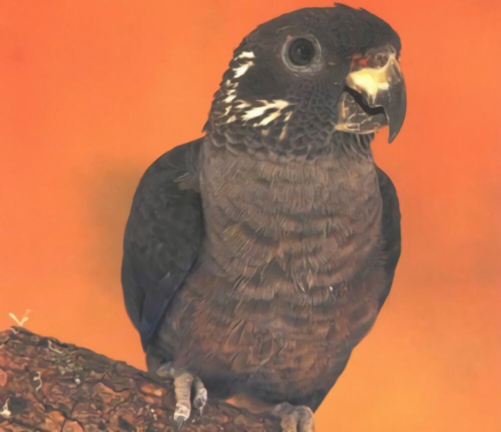 暗色鹦鹉身份信息