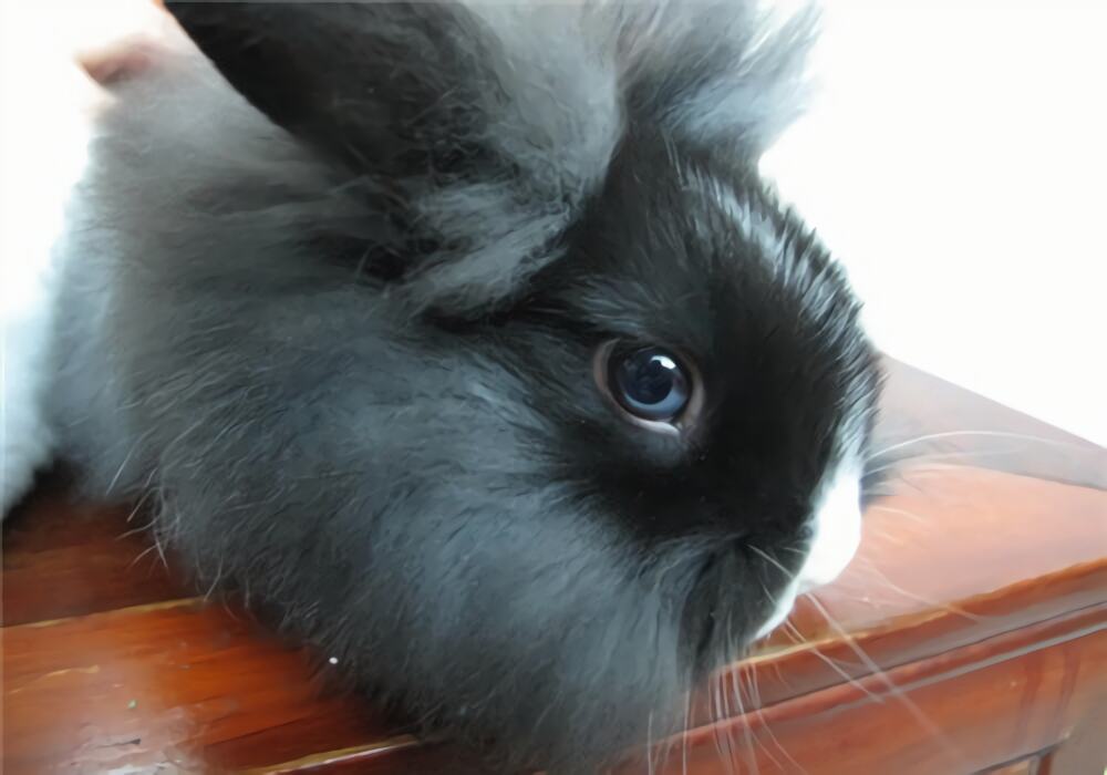 狮子兔身份信息