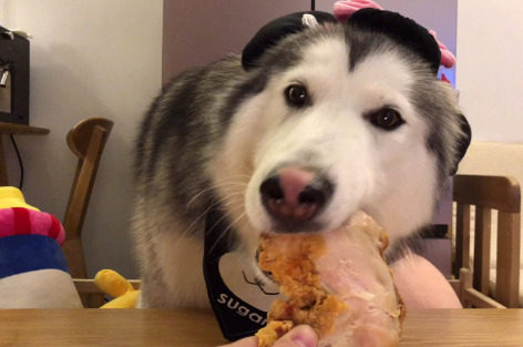 狗狗护食,主人有妙招 结局很感人……