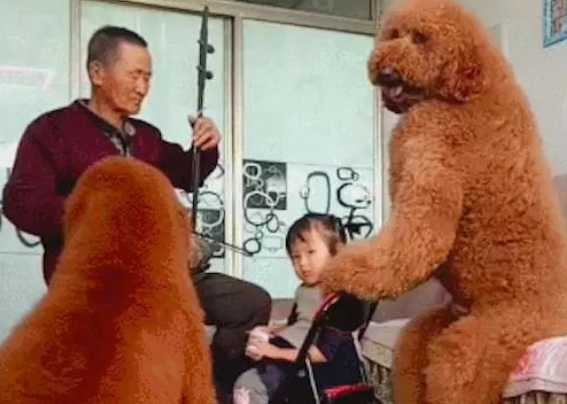 网友养的两只巨型贵宾犬,坐着都比人高还壮实,这是要成精了吗?