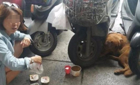 狗狗在医院大门口守了一个星期,认清品牌上的字以后叫人潸然泪下!