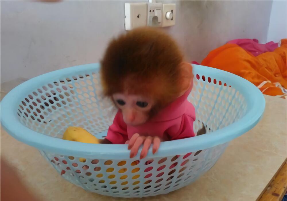 日本袖珍石猴身份信息