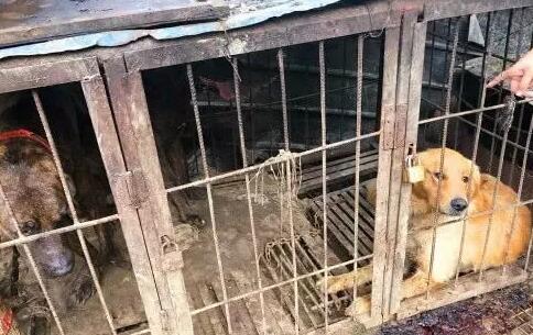 进入屠宰场的狗狗，为何不敢逃跑？其中“内幕”让人直呼残忍