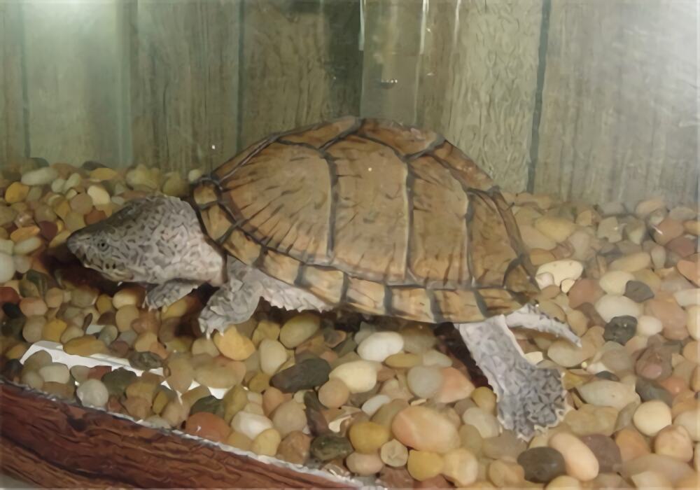 刀背麝香龟身份信息