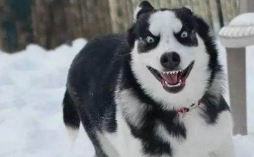 这就是别人家的狗子吗？看完柠檬了