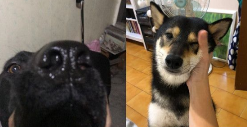 捧狗脸拍美景美照 可惜理想跟现实只有一线之差