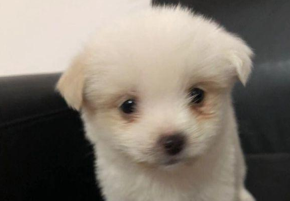 从垃圾堆里扒出去只流浪犬,女生带去宠物用品店后,老总得话令人寒心