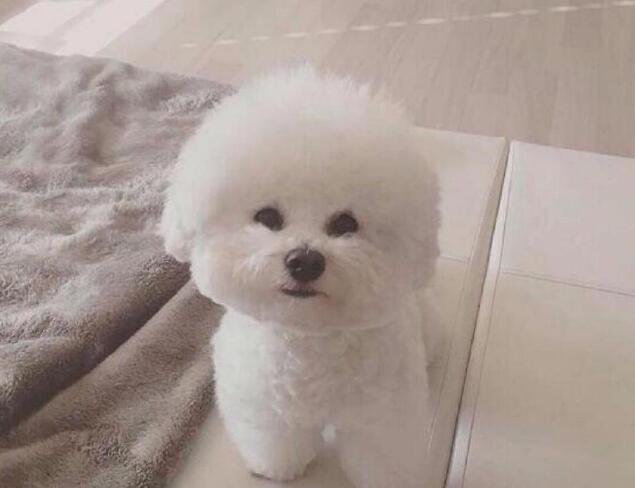 最适合家庭养的五种宠物狗，居然没有泰日天