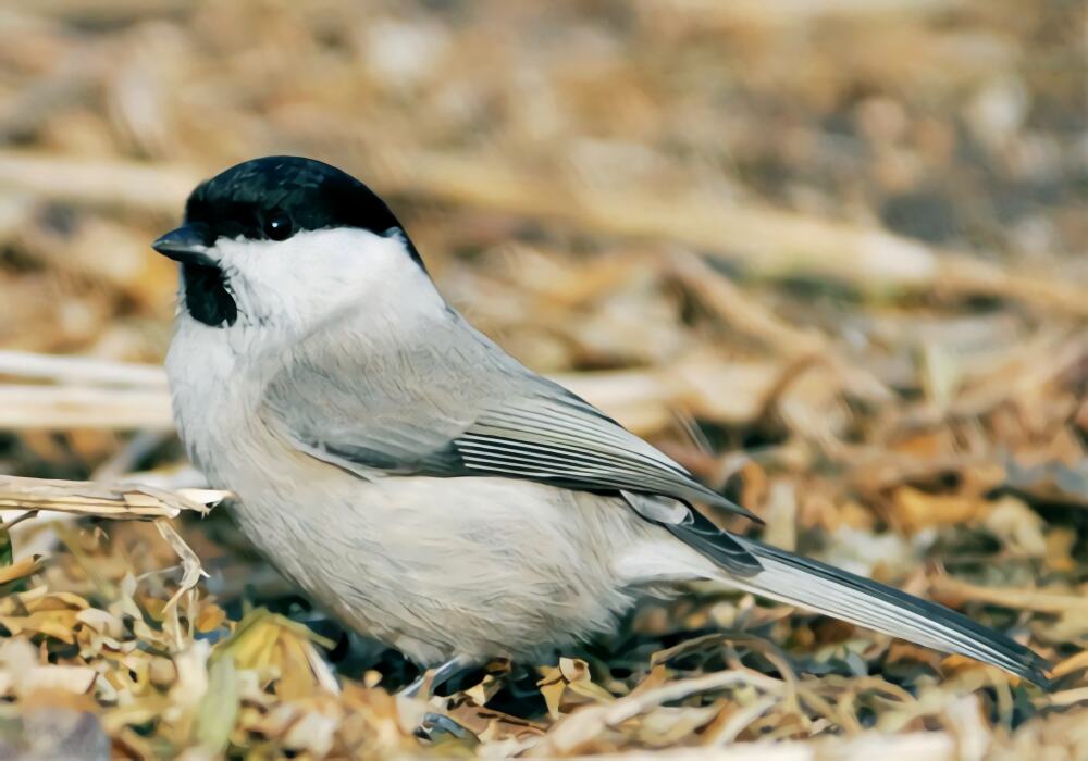 煤山雀身份信息