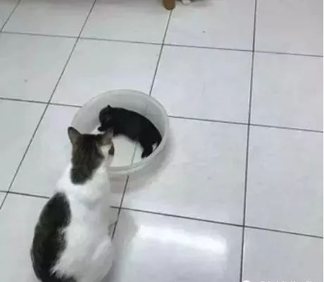 好奇心喵偷摸瞌睡小黑狗，下一秒小黑狗的反映会亮！