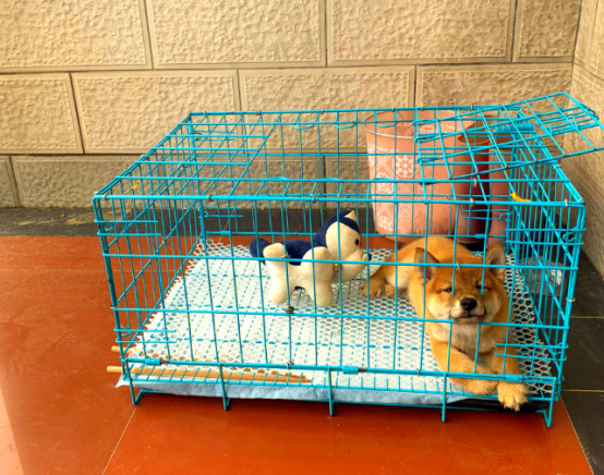 1200元买到疑似星期狗 谁该为潜伏的犬瘟买单?