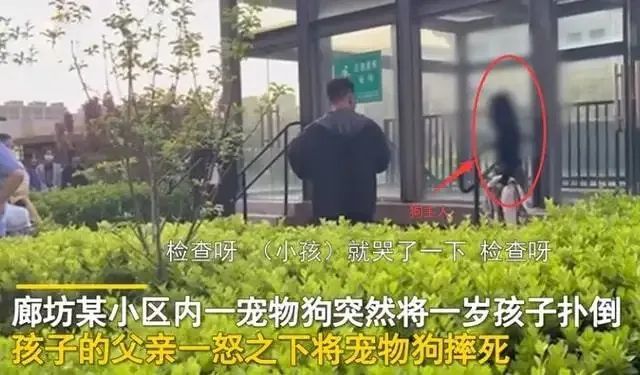 幼子被狗扑倒父亲当众将狗摔死,是护子心切还是行为过激?