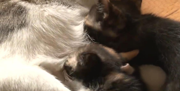 比格犬碰了小猫崽,被猫妈妈一天打八次