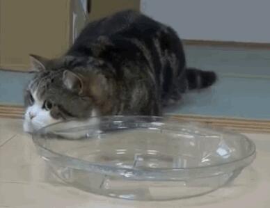 狗狗照顾新生奶猫,紧张到僵硬,直到被小爪子抱住了舌头!