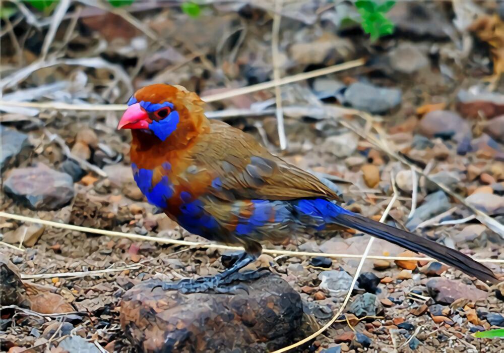紫蓝饰雀身份信息