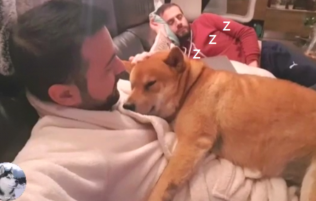 柴犬自小就躺主人手上睡,結果来到第二年,还把自身当奶狗