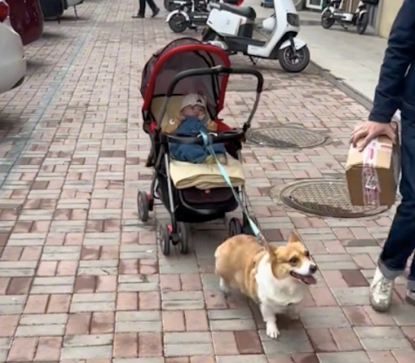 宝妈将狗狗拴在了小推车上,让狗帮忙遛娃解放了双手