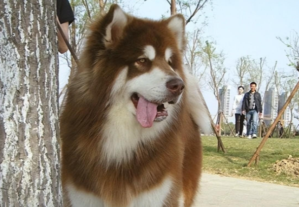 狗狗被困天台,好心邻居帮忙喂养,一个月才发现被骗了