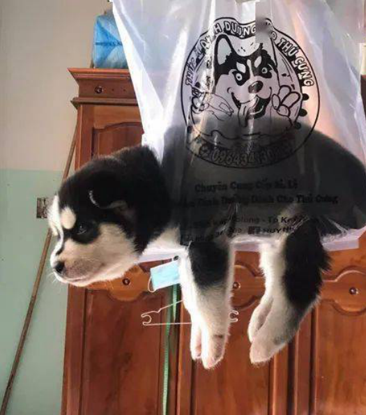 哈士奇咬坏掉牵引绳,主人想起独特遛狗方法,狗子:我有个动迁计