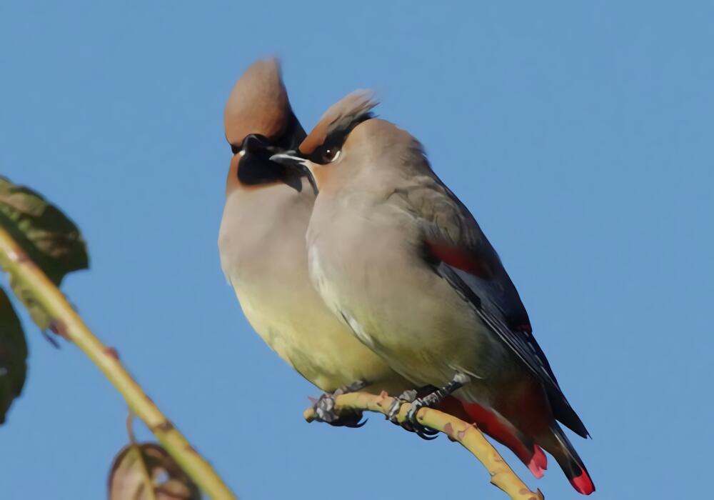 小太平鸟身份信息