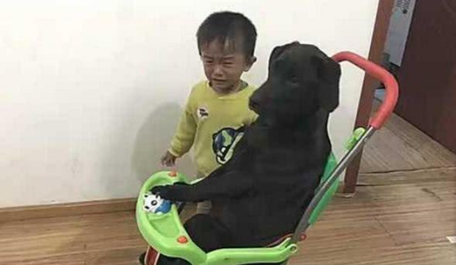 狗狗越来越膨胀，挤开小主人独占婴儿椅，把小主人逼得哇哇大哭