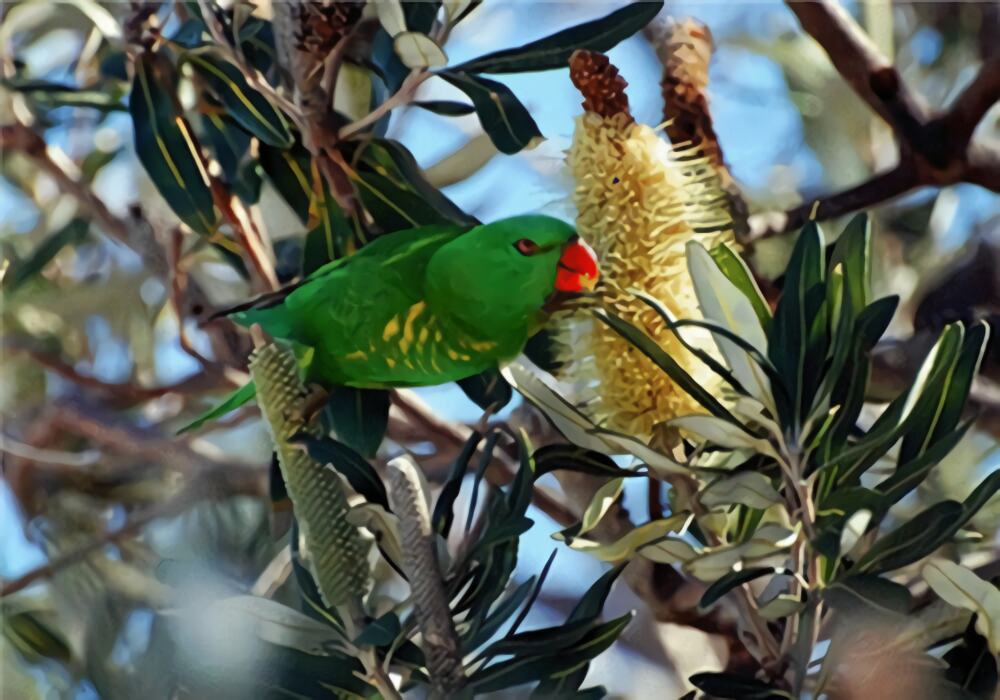 鳞胸吸蜜鹦鹉身份信息