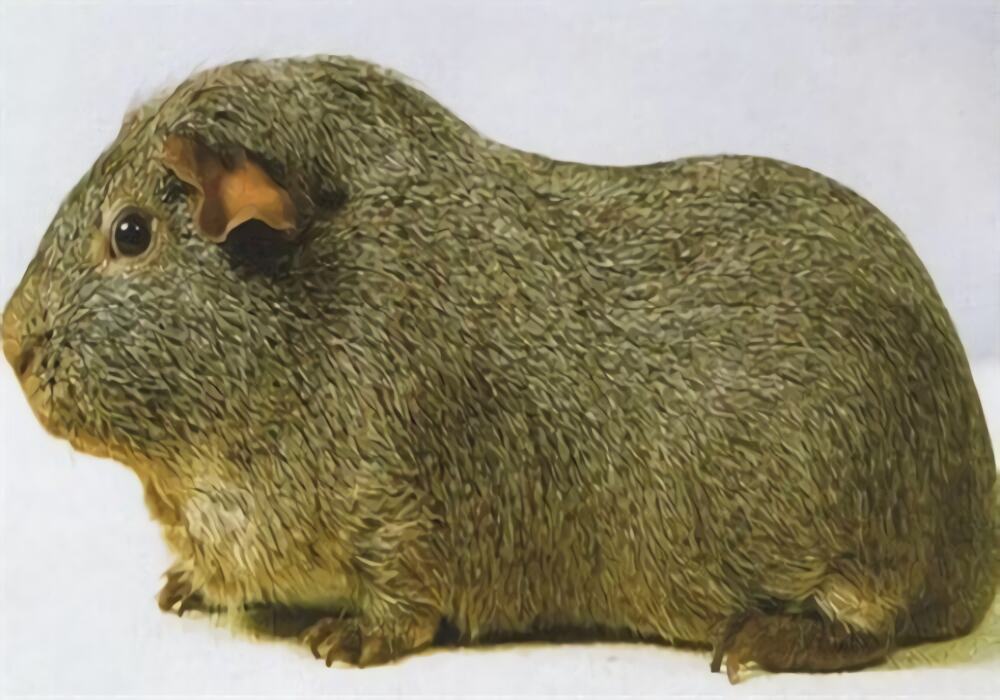 银色刺毛天竺鼠身份信息