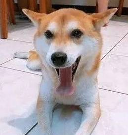 柴犬散步被小黑狗围攻,结果它的反应笑喷了