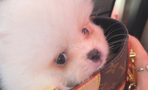 博美很喜欢跟主人家逛街,把它装在包内很便捷,狗:吸睛率太高