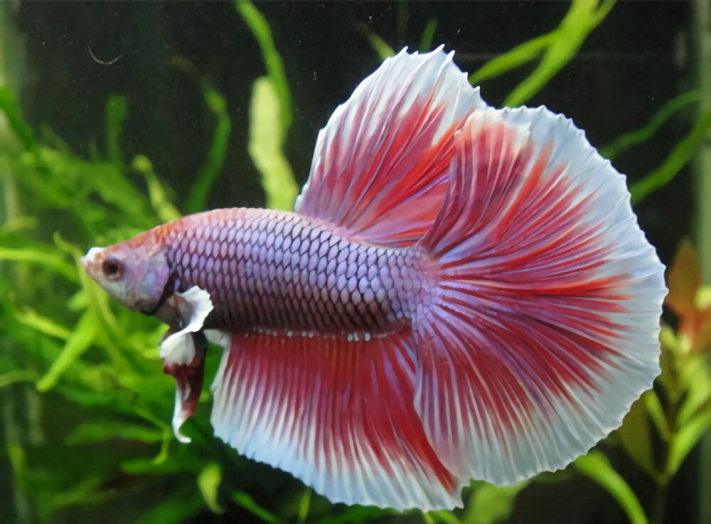 半月斗鱼身份信息