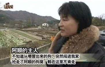 流浪母狗带着一窝小狗上门强占自家狗窝,最终发现是这么回事!