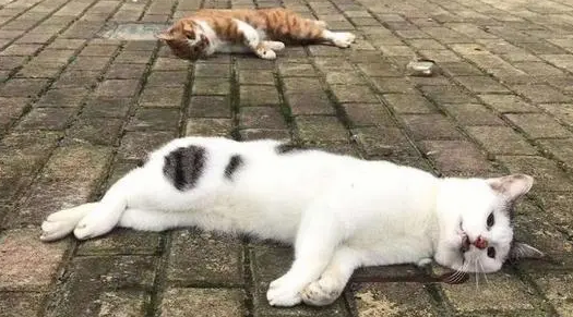 个人在国外购买宠物 | 除猫犬外,个人从境外邮购活体宠物均属非法