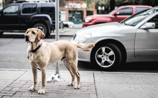 一只宠物狗伤人，所有流浪动物都该死？