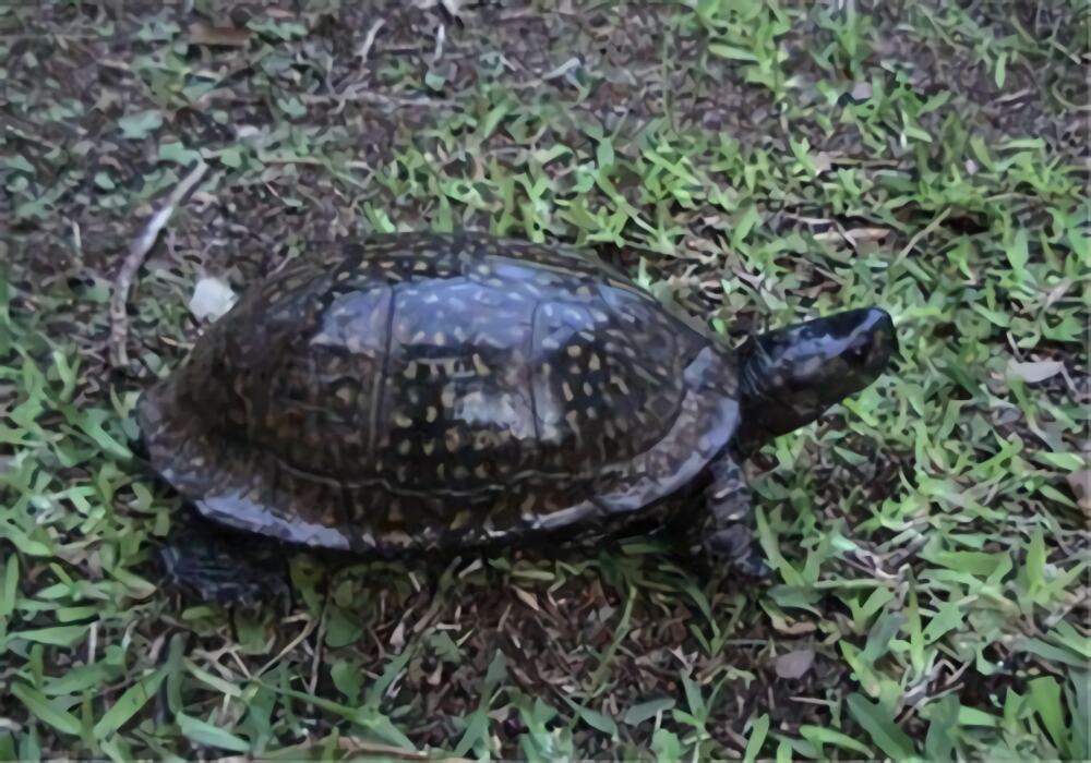 海岸箱龟身份信息