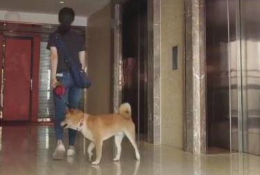 主人带狗狗无法坐电梯,只为顾及他人感受,等好久后直到……