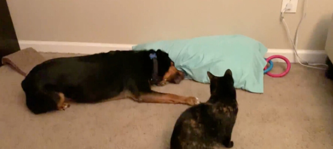 “星期狗”频现,犬类交易乱象谁来管?