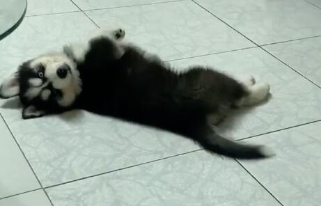 看到关晓彤给狗起的名字,网友狂笑:比我还敷衍哈哈哈!