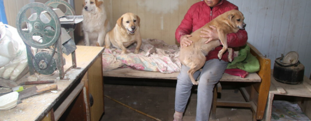 “星期狗”频现,犬类交易乱象谁来管?