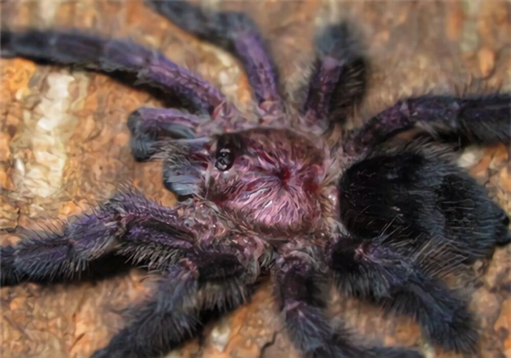 厄瓜多尔紫粉趾身份信息