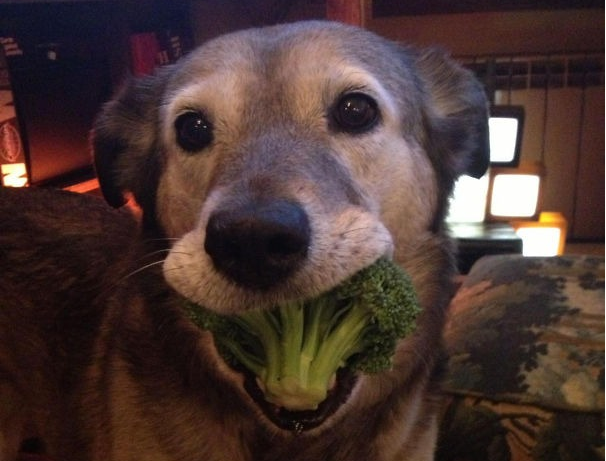 什么都敢往家顺，养宠物狗真是件只赚不亏的大好事！