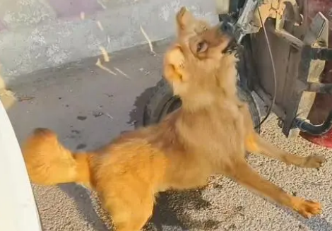 面对350块，狗主亲自把躲进车底的小狗拽出，狗贩：听人劝吃饱饭