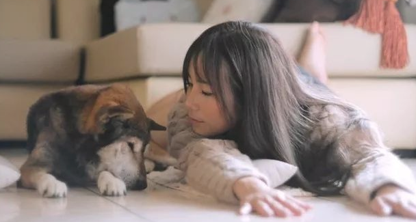 15岁重病柴犬最后的日子躲在家中角落里,主人暖人随同,一起睡木地板。