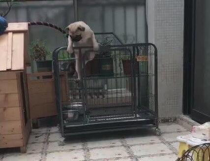 小狗狗被打扮成公主，乖乖躺在萌窝里，心已经被狗萌化！