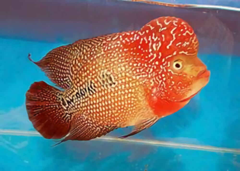 花罗汉身份信息