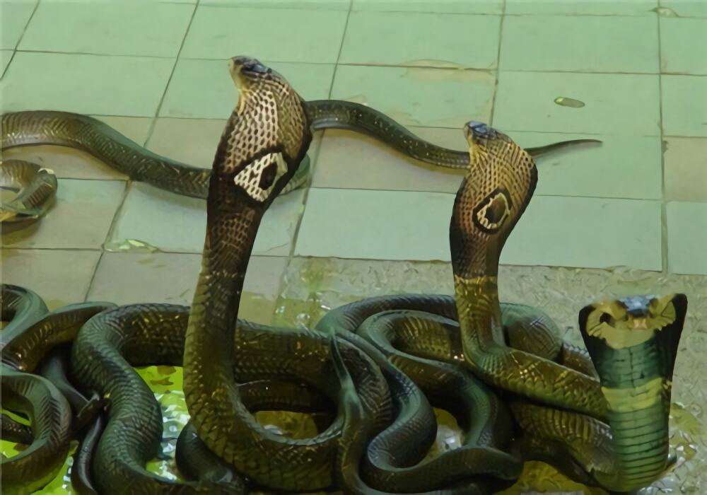 泰国眼镜蛇身份信息