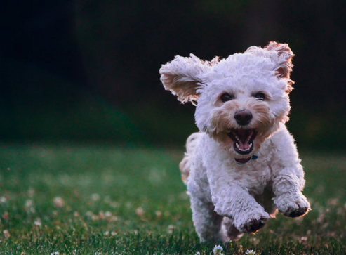 救命呀！我家狗子是大禽兽！它…它竟然睡了它亲妈…...
