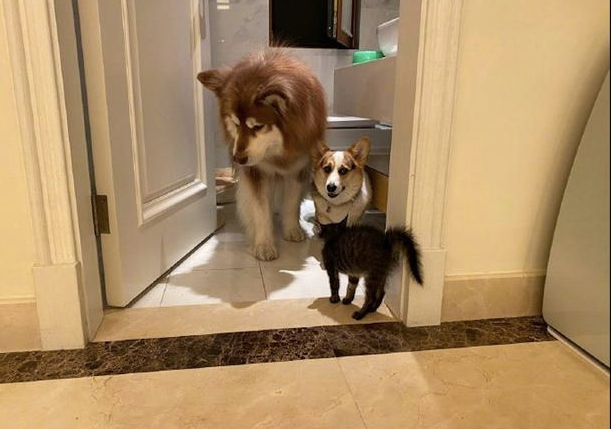 两只狗被猫害得躲到洗手间，阿拉斯加目光避开，柯基则向主人家求助！