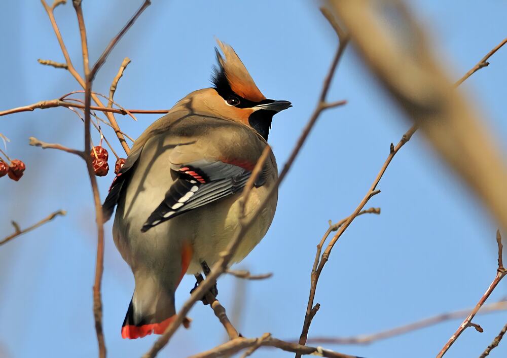 太平鸟身份信息