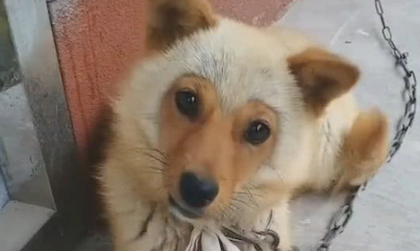 乍一看是小猴子,细心一看是狗狗,杨戬:悟空对哮天犬干了哪些?